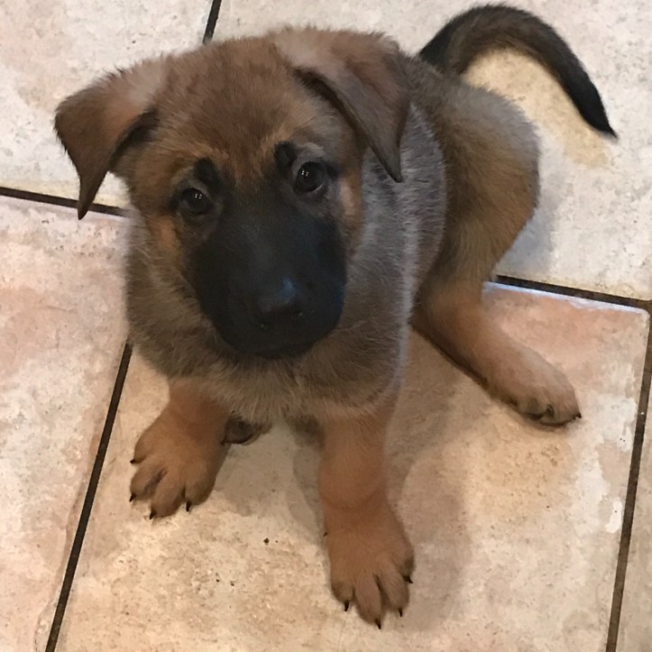 cropped-youthallstar-org